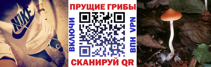 Псилоцибиновые грибы Cubensis  Октябрьский 